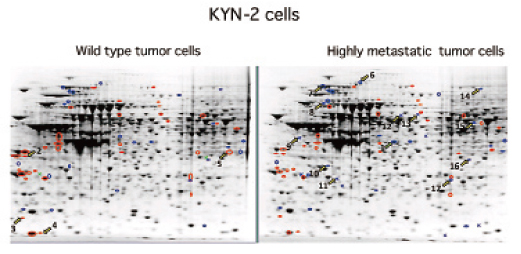 KYN-2 cells