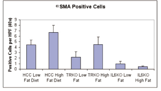 αSMA Positive Cells